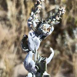 Native sage used for ceremonial smudging together with sweet grass