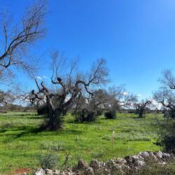 Most of the country side was cover in old olive trees