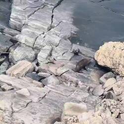 Fur Seal Lookout
