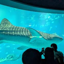 L'aquarium est à la pointe mondiale pour l'étude et la préservation des requins baleines
