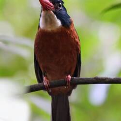 Kingfisher
