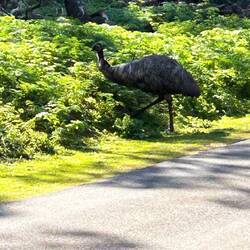 Emu