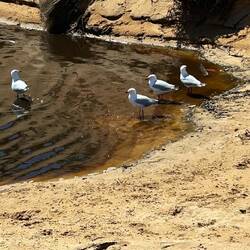 Die Möven hatten Durst