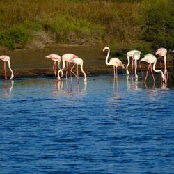 Flamingos im Morgenlicht