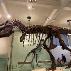 American Museum of Natural History 🦖
