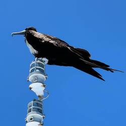 Fragata 🦅