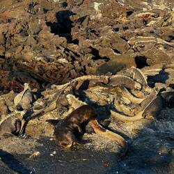 Li ha scambiati per i suoi fratellini 🦭