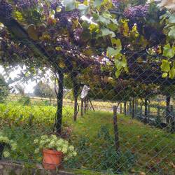 Grapes in October!