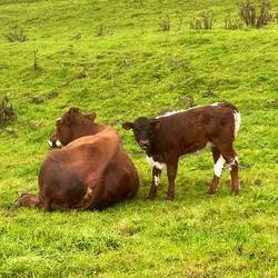 Shorthorn cattle