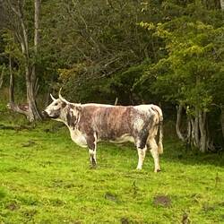 Long horn Texas cow