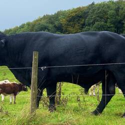 The sire ! He was huge