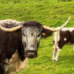 Longhorn Texas Cow