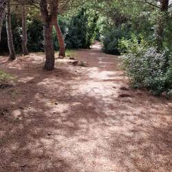 Die Wege sind mit den Nadeln der Bäume regelrecht aufgepolstert.