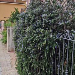 Diese Rosmarinhecke hat ganz wunderbar geduftet.