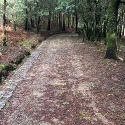 Typical forest trail