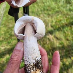 Wir haben entschieden, dass dies kein Champignon ist. Unsere Pilzexperten sind leider nicht zugegen.