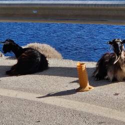 Die letzten Meter auf der Strasse - Ziegen warten auf der Strasse