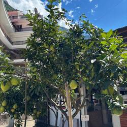 Unser Hotelgarten mit Pomelobaum 🍋