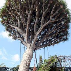 Eltester Drachenbaum in Madeira