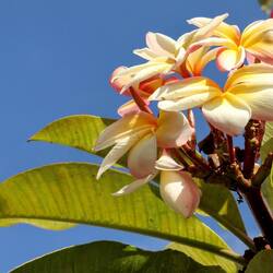 Blumenvielfalt in Madeira ist wirklich faszinierend