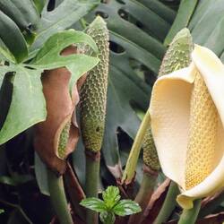 Ein Frucht mit wunderbaren Geschmack, wie Banane mit Kiwi gemischt