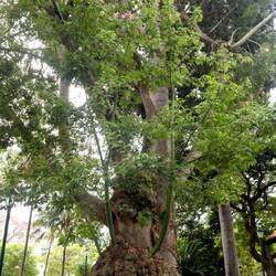 was für ein Baum..!