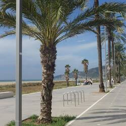 Promenade am Meer - Wasser, Palmen, Strand und viel Wind...