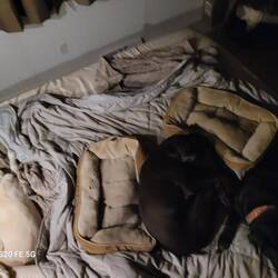 Home! In bed with all my exhausted pups