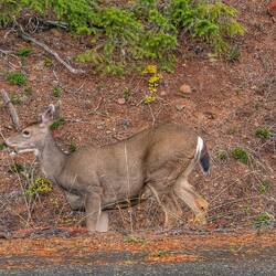 And a little wildlife