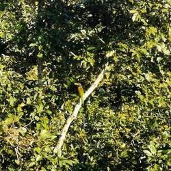 Unbekannter Vogel, im Flug grün schillernd