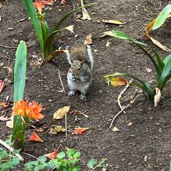 Gut genährte Eichhörnchen im botanischen Garten