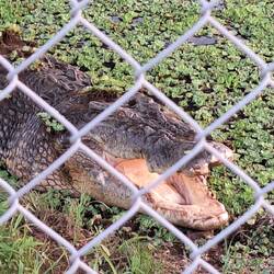 .....und dann das Krokodil hinterm Restaurant doch noch gefunden 😉