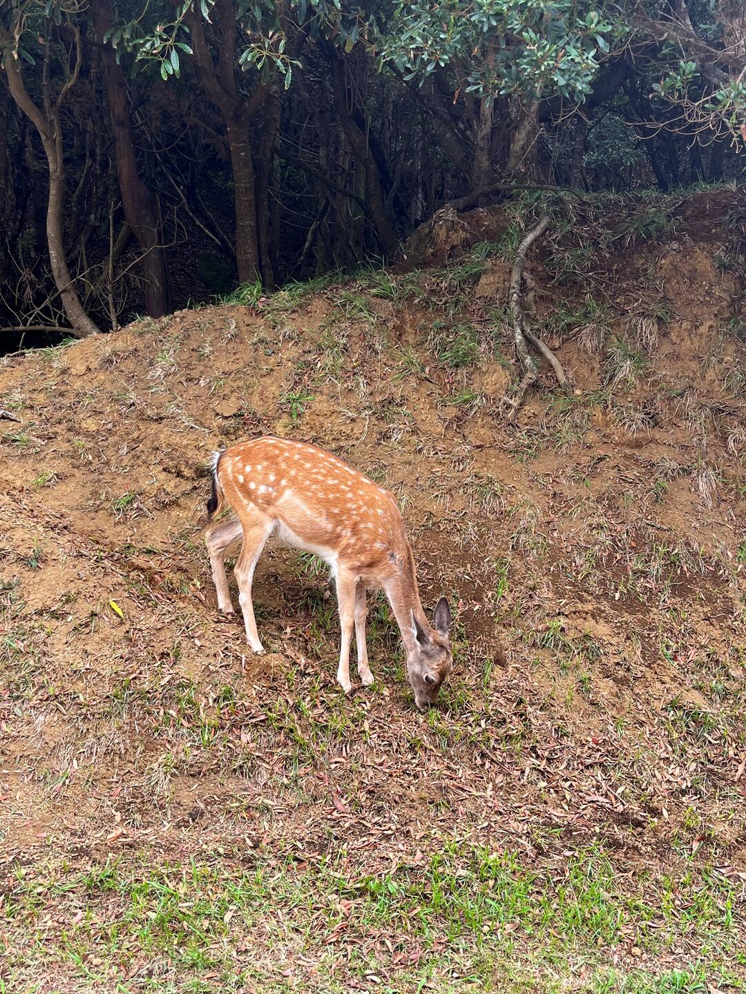 Wir haben Bambi gefunden 🥰