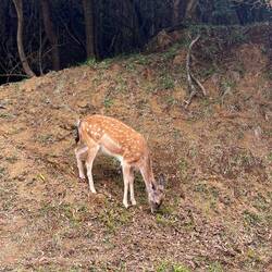Wir haben Bambi gefunden 🥰