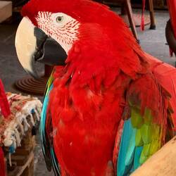 Ein echter Farbtupfer, völlig frei unterwegs