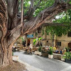 Unter diesem Ficus haben wir Kaffee getrunken