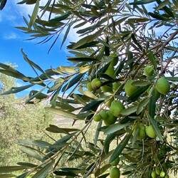 Oliven in Hülle und Fülle