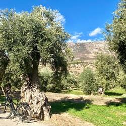 Schaut der Olivenbaum das Fahrrad aber böse an