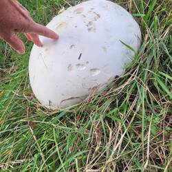 Den Riesenbovisten haben wir stehen gelassen. Der ist etwas für eine Großfamilie.