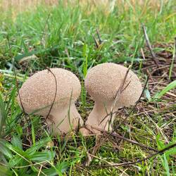 Tolle unbekannte Exemplare.