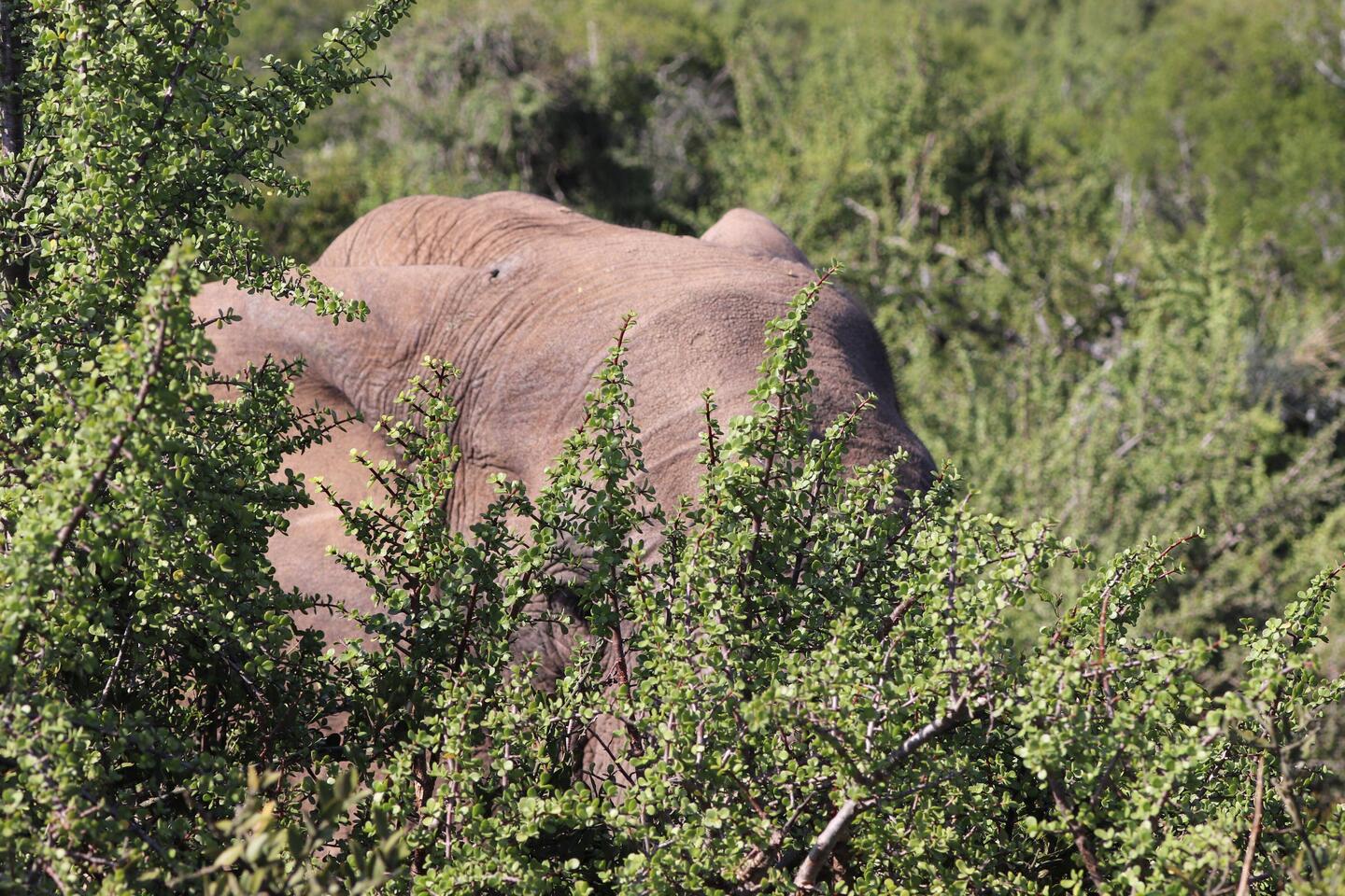 Wo ist der Elefant?