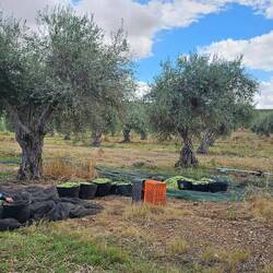 Olivenernte im Alentejo