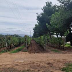 Wein, so weit das Auge reicht.