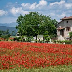Poppies flowering everywhere