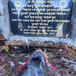 A cow hoof print. Cows are sacred