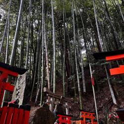 Bamboo forest