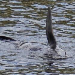 Fur Seal regulating his temperature with exposed fin (or is he maybe waving at us?)