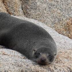 Fur seal struggling to stay awake 🥱