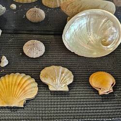 Clockwise fr L: oyster, periwinkle (spiral), urchin, abalone, granite, 3 scallop shell variations