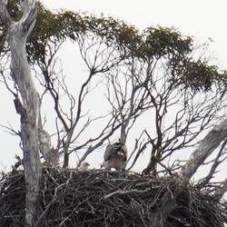 Nest close-up: that's mama's butt (right) and the little baby's head (left)